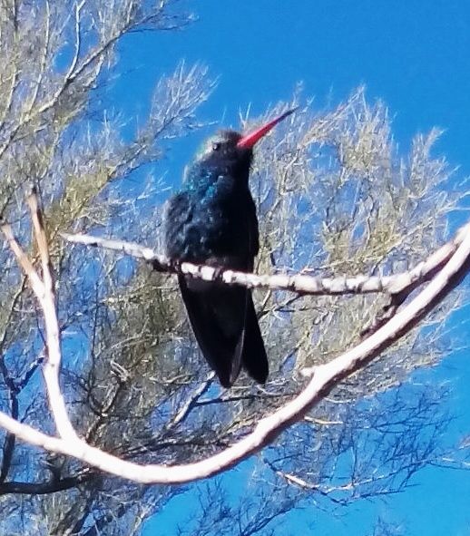 Old Pueblo Shutterbugs
